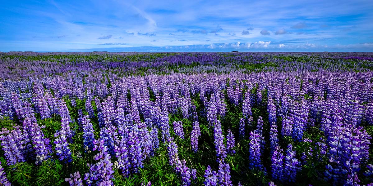Texas bluebonnet Texas bluebonnet